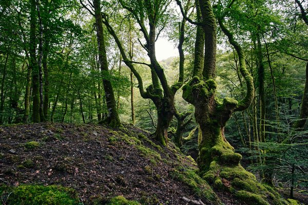 Découvrez l'importance de la géomatique forestière